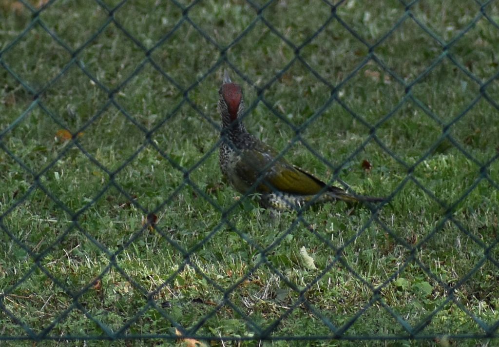 Picchio verde (Picus viridis)